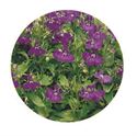 Afbeelding van Lobelia P9 Blauw